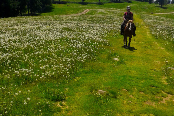 Reiten am Obermichelerhof