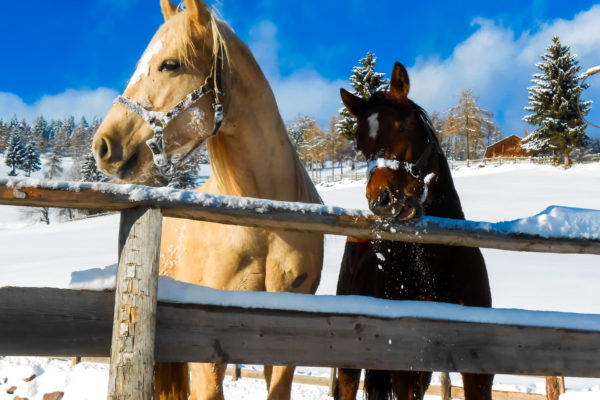 reiten in vöran